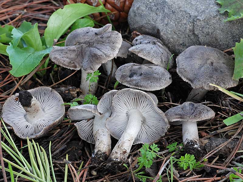 tricholoma terreum.jpg