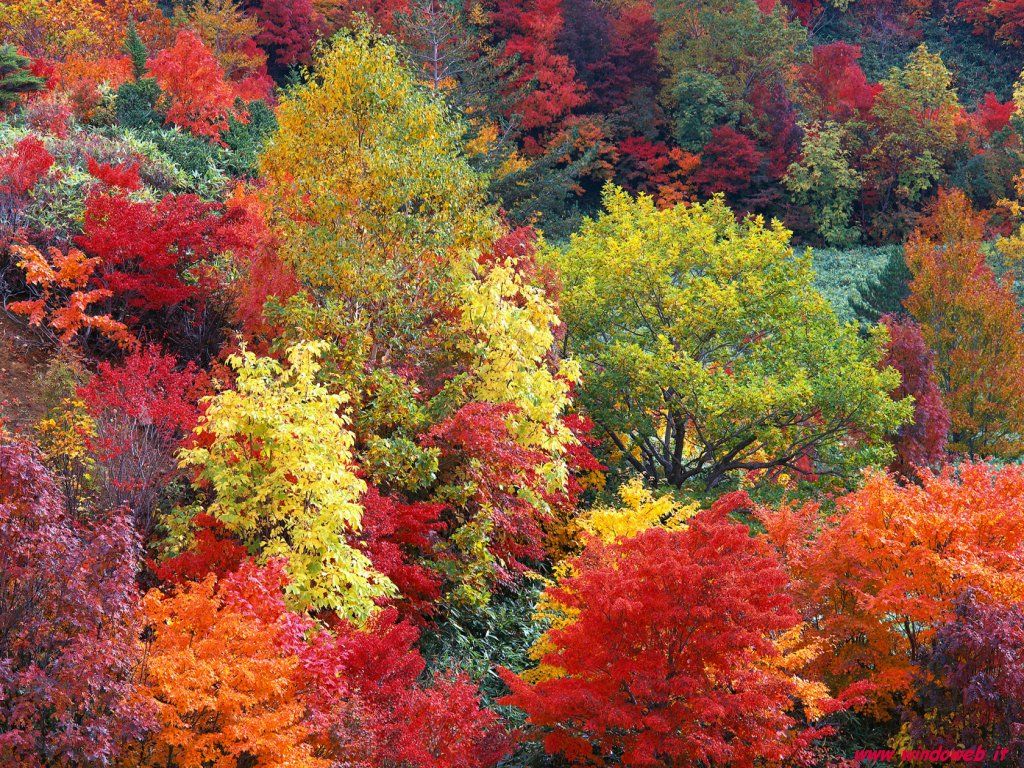 autunno 2.jpg