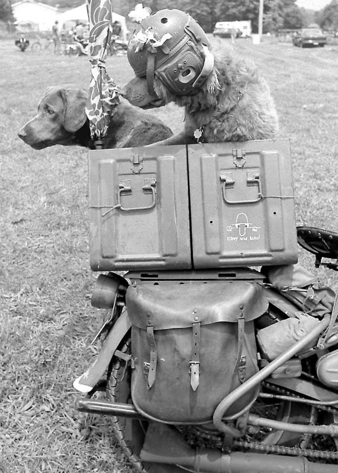 pulsating-paula-1970s-1980s-harley-biker-puppy-dog.jpg