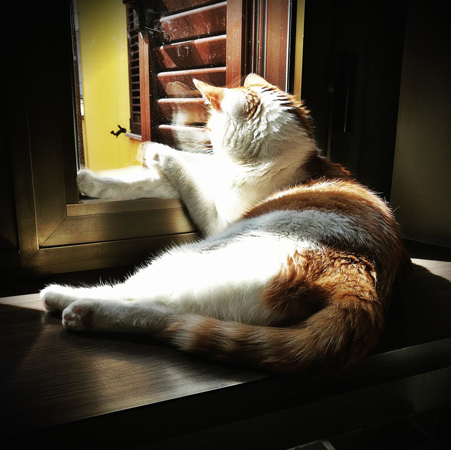 gatto.jpg