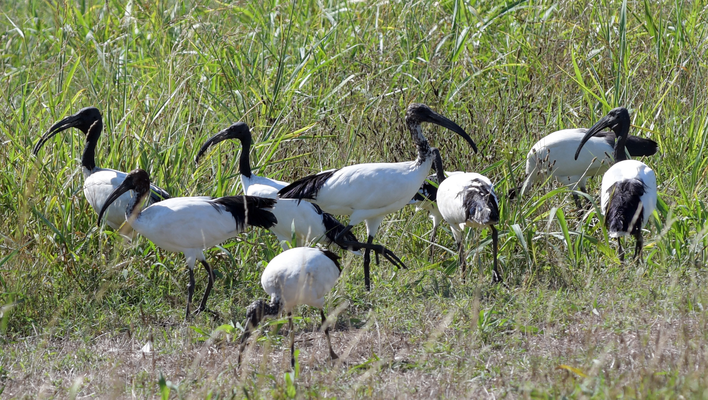 ibis gruppo.jpg