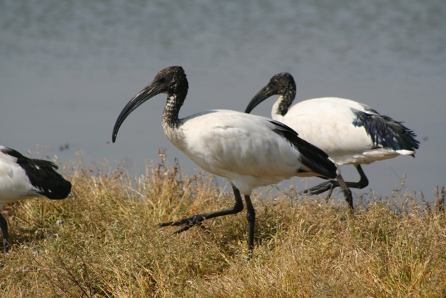 Ibis-sacro.jpg