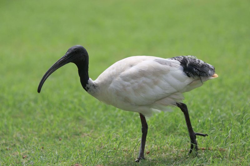 ibis.jpg