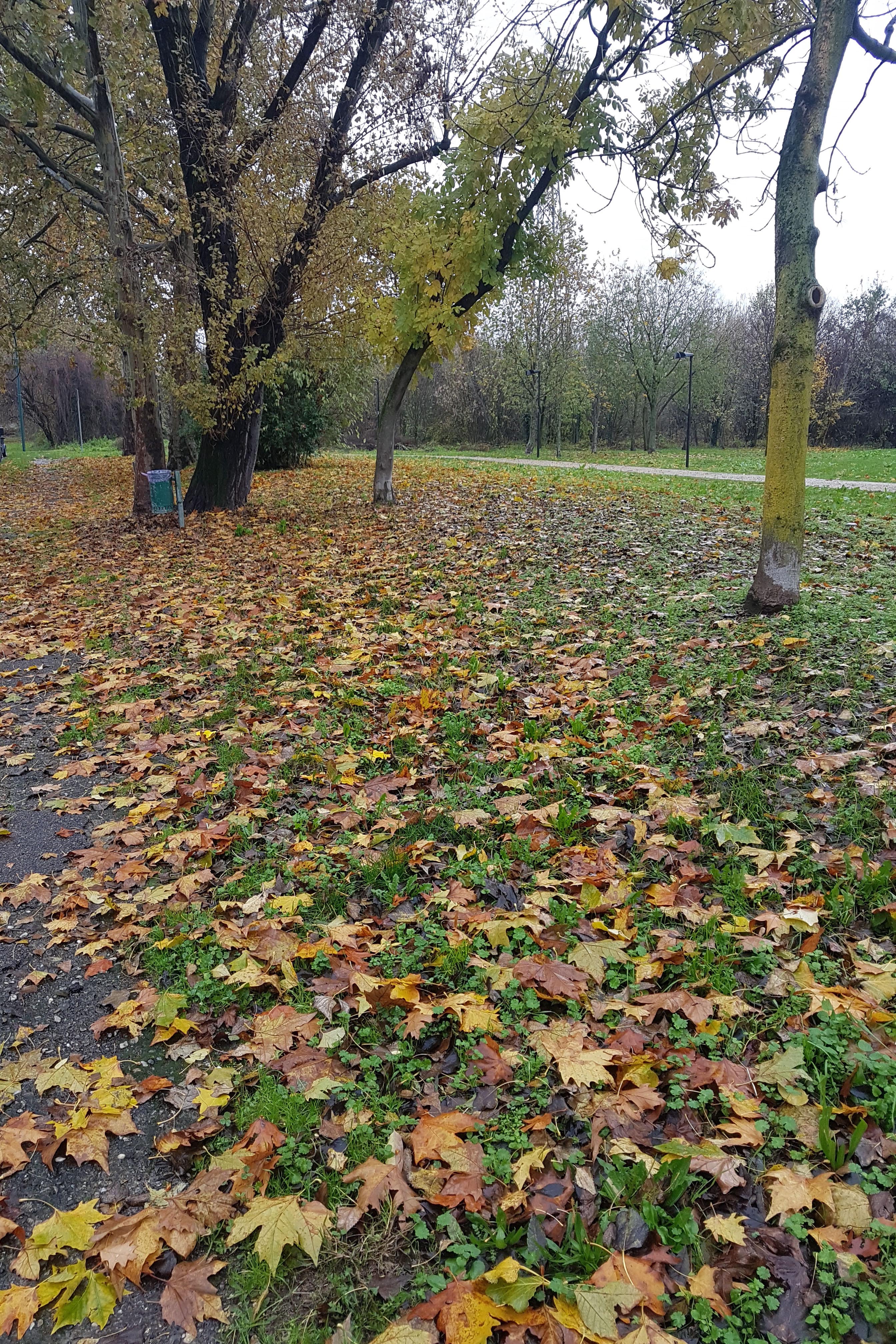 autunno m.jpg