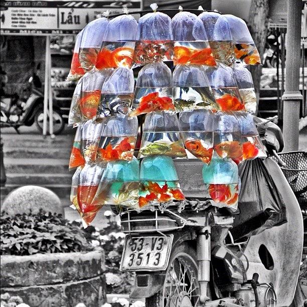 goldfish-seller-in-da-lat-vietnam-richard-randall.jpg