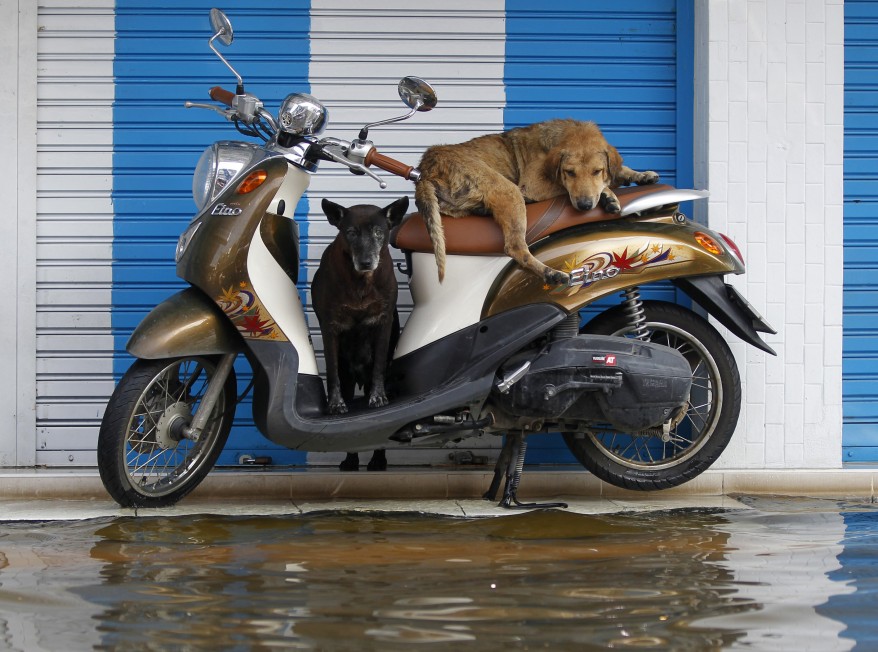 reuters_thailand_dogs_03nov11-878x652.jpg