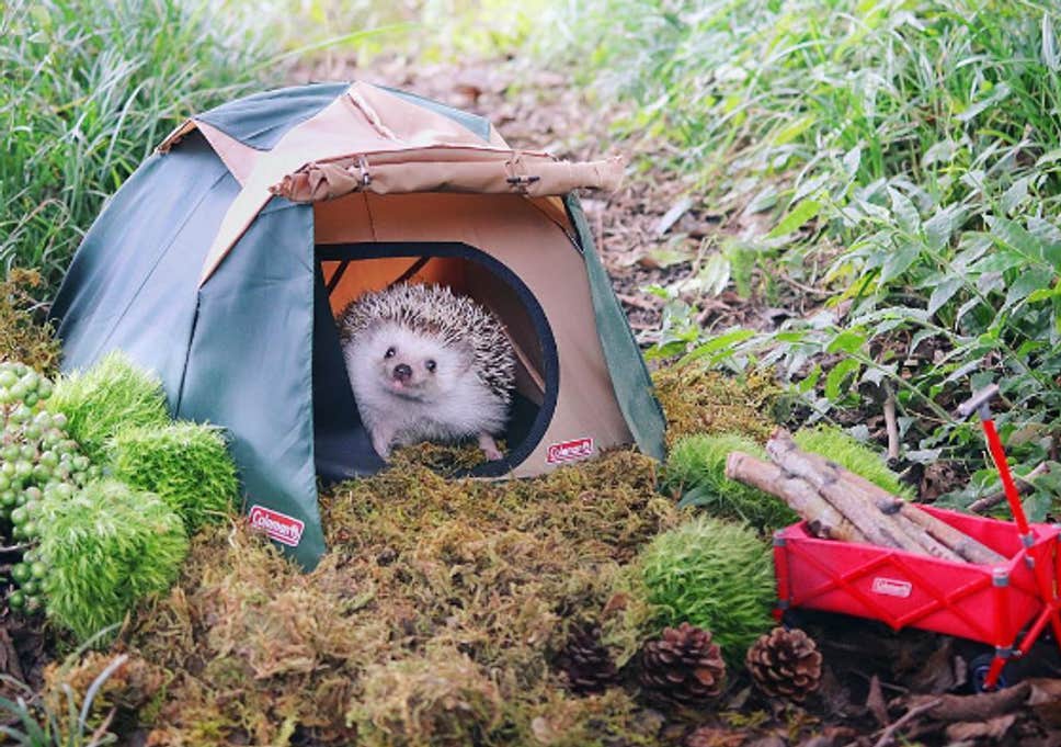hedgehog-camping.png.jpg